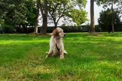 brillo4