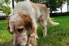brillo6