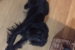 LEO