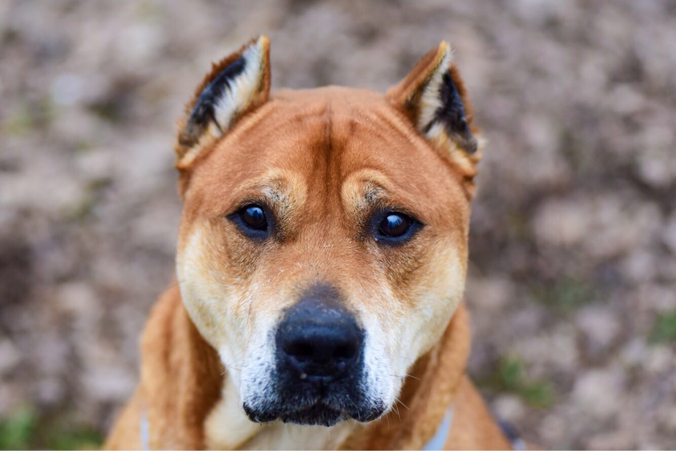 La Preghiera Del Cane Rescue Bau